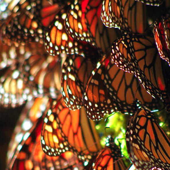 Maravillarse con las mariposas monarca - RESERVA DE LA BIOSFERA MARIPOSA MONARCA, PATRIMONIO DE LA HUMANIDAD